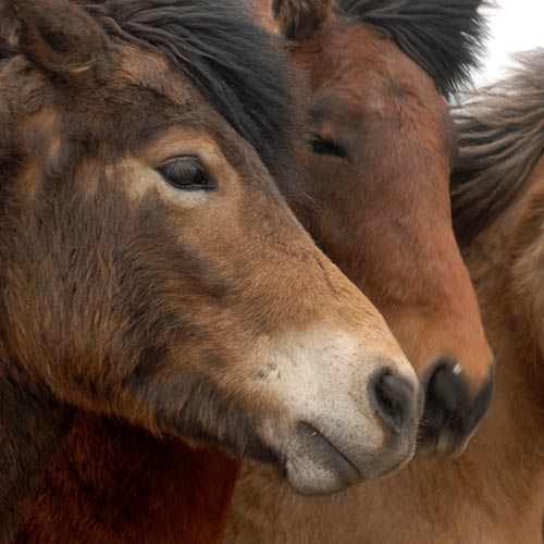 Icelandic Horses