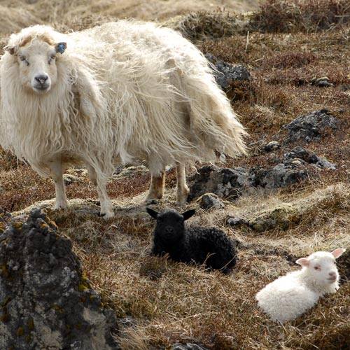 Icelandic Sheep