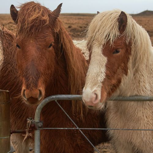 Iceland Horses