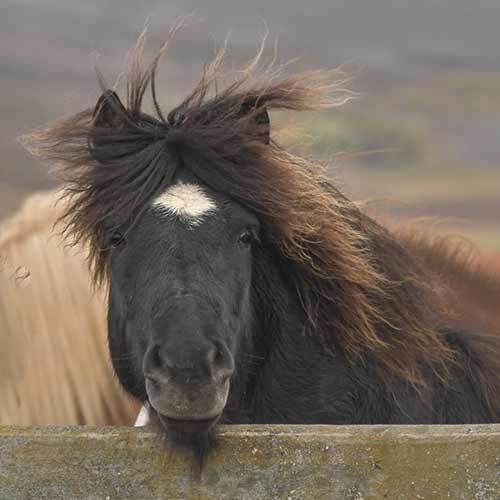 hestasport-use-only-game-of-horses-©miriam-horn