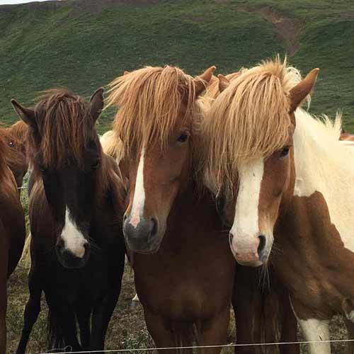 package-arctic-north-©islandshestar-use-only