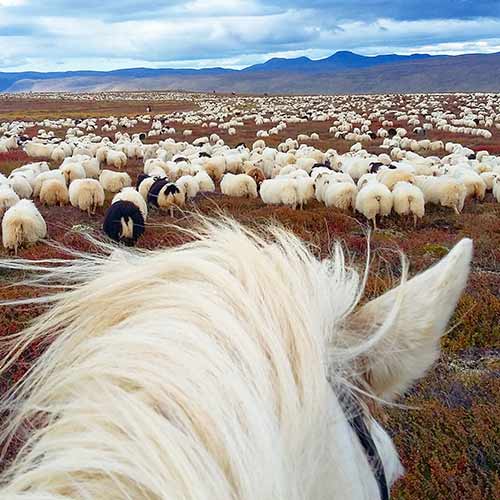 sheep-round-up-audkulurett-©islandshestar-use-only