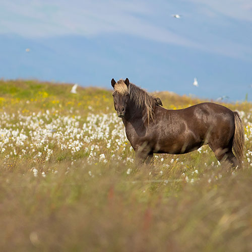 Isländisches Pferd ©Jonas Ottos