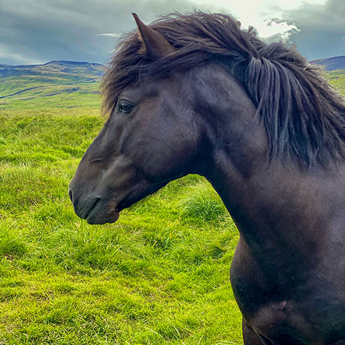 Icelandic Horses Varmaland © Anja Kallauch