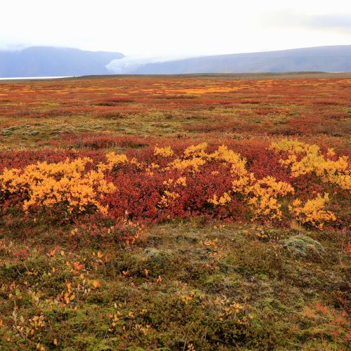 Farbige Herbstvegetation