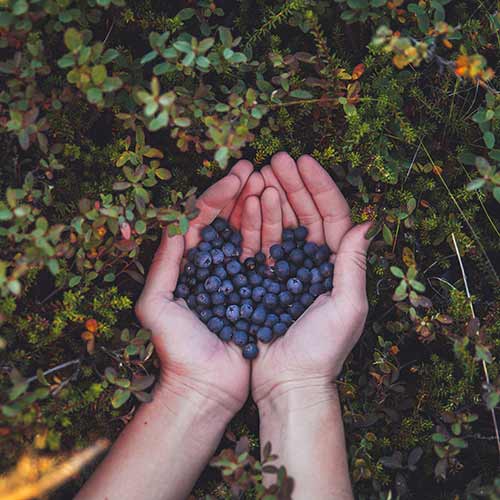 Blaubeeren ©Asa Steinar
