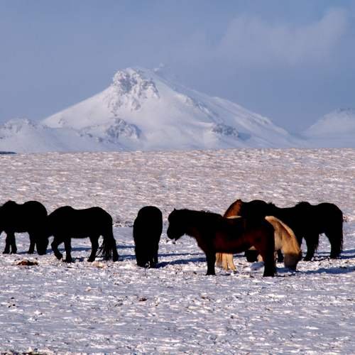Islandpferde im Winter © Jacqueline Bühler-Büchi
