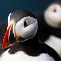 Zwei Puffins