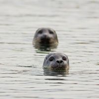Seehunde © Jonas Ottos Markadsstofa Vesturlands
