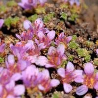 Isländische Flora