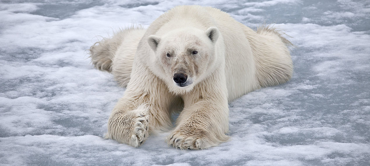 Island ProTravel Bild